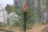 genus Pinus. Верхушка ветви с молодой шишкой и молодыми побегами. Китай, провинция Юньнань, нац. парк \"Шилинь\". 06.03.2017.
