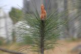 род Pinus