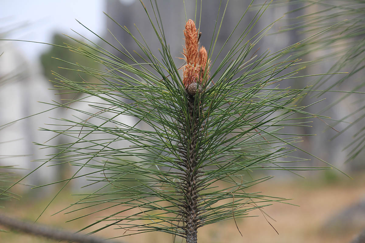 Image of genus Pinus specimen.