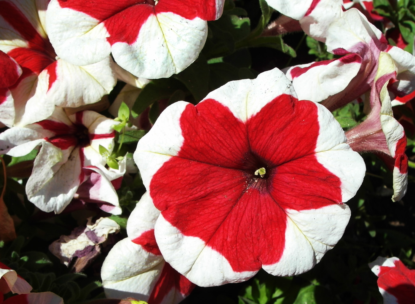 Изображение особи Petunia &times; hybrida.