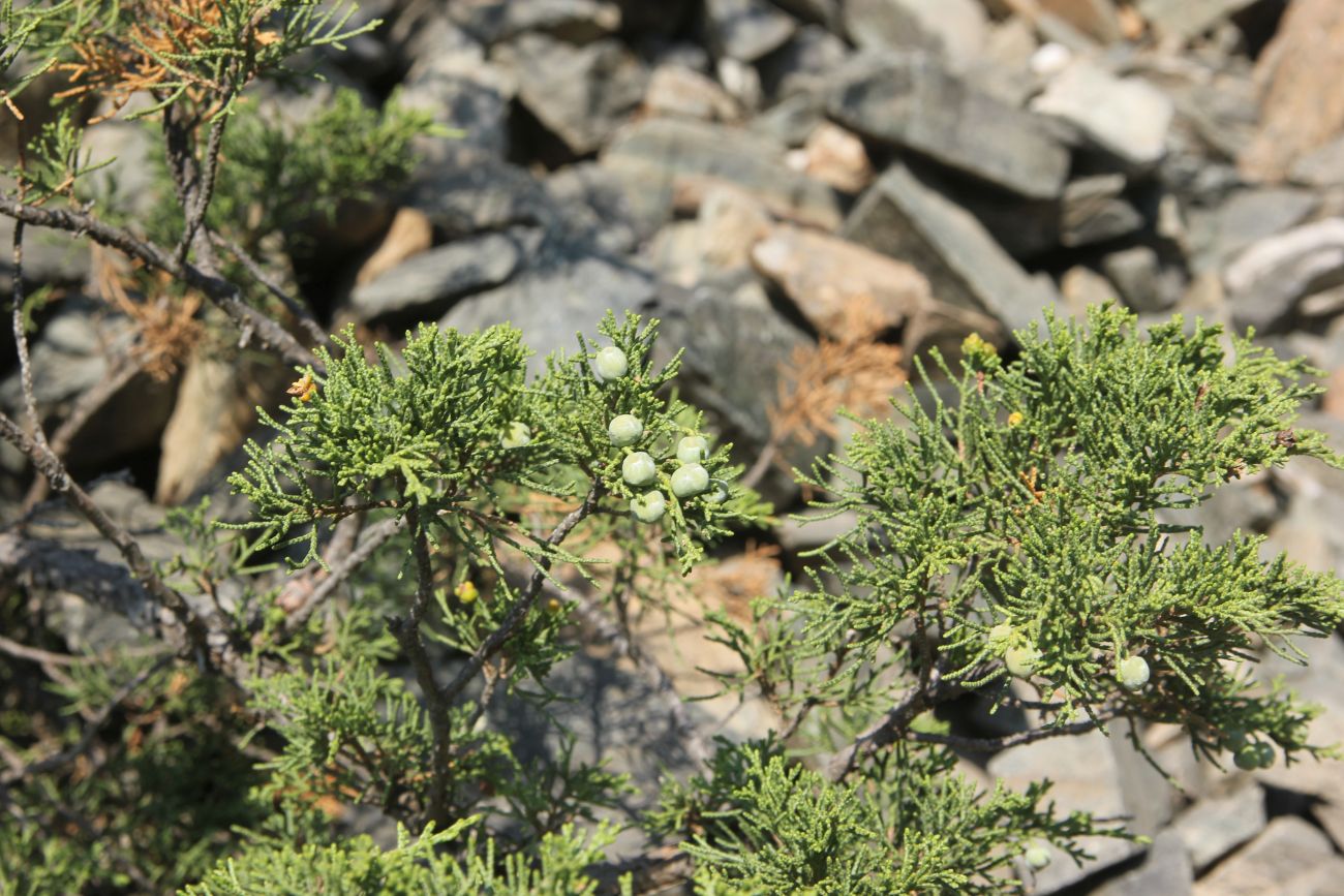 Изображение особи Juniperus sabina.