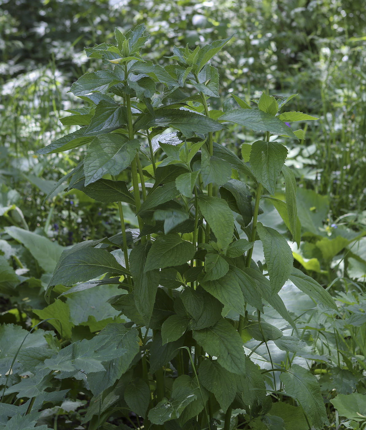 Image of Campanula latifolia specimen.