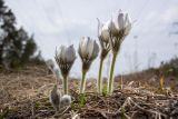 Pulsatilla patens