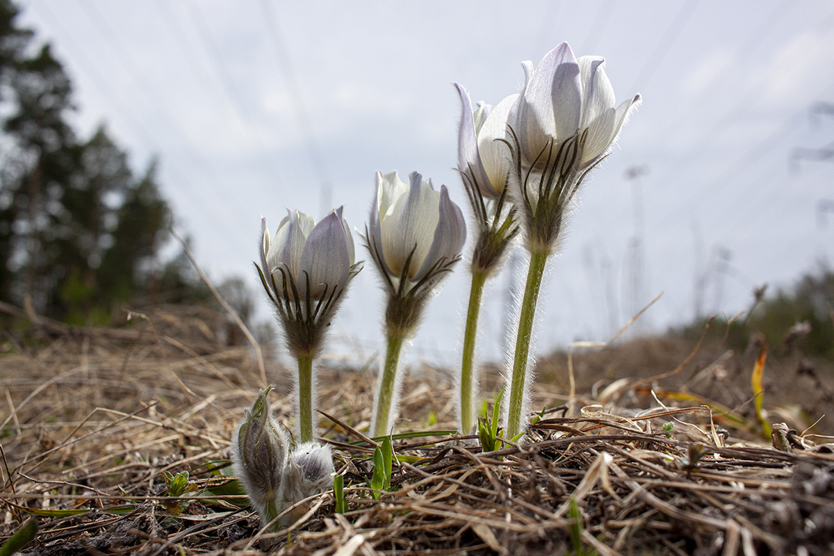 Изображение особи Pulsatilla patens.