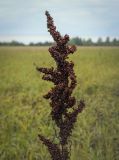 genus Rumex. Соплодие. Ханты-Мансийский автономный округ — Югра, Октябрьский р-н, сельское поселение Курымкары, окр. пос. Горнореченск, левый берег р. Обь, заболоченный луг. 05.09.2022.