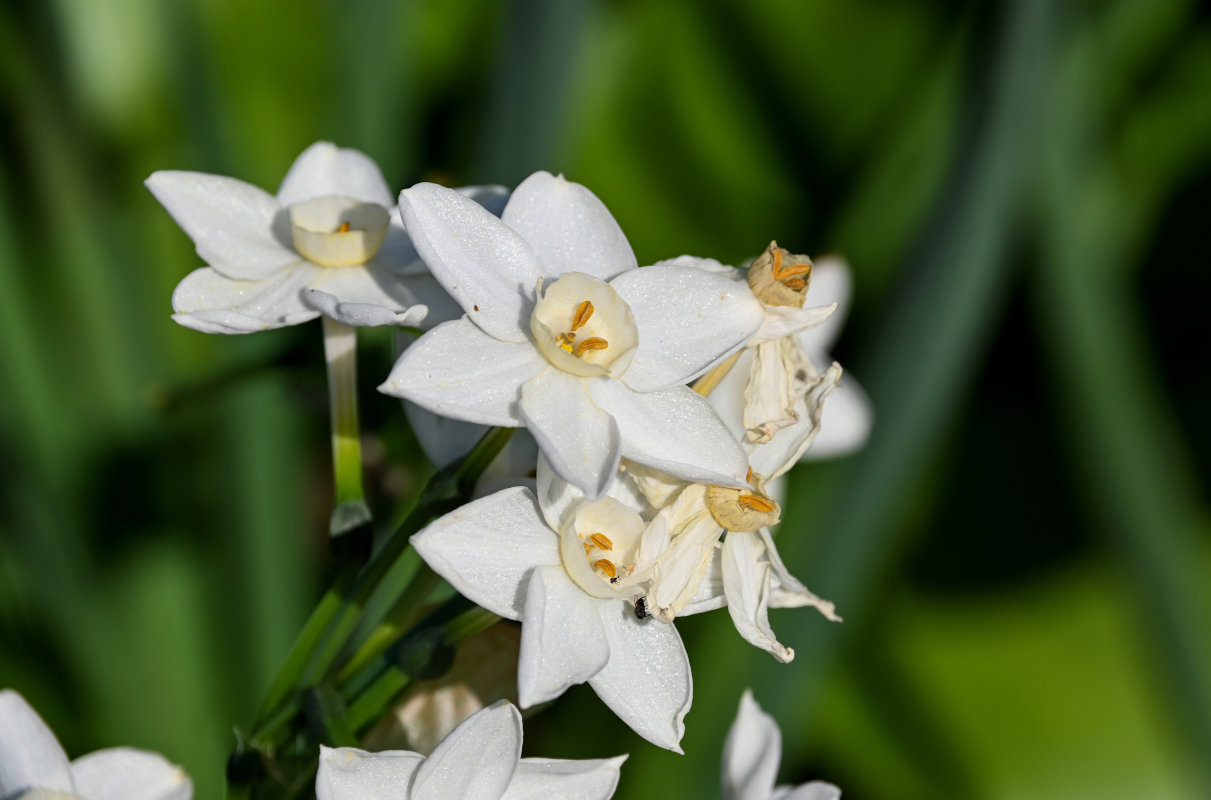 Изображение особи Narcissus papyraceus.