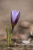 Crocus reticulatus. Цветущее растение. Краснодарский край, м/о г. Геленджик, окр. пос. Кабардинка, гора Дооб, каменистый склон. 25.02.2023.