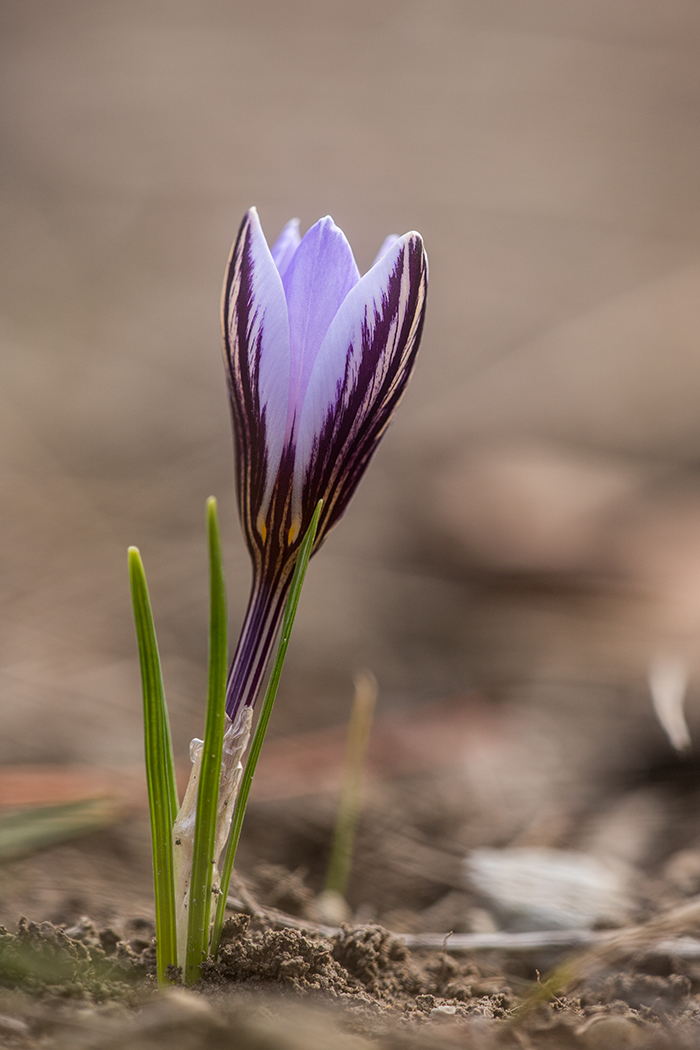 Изображение особи Crocus reticulatus.