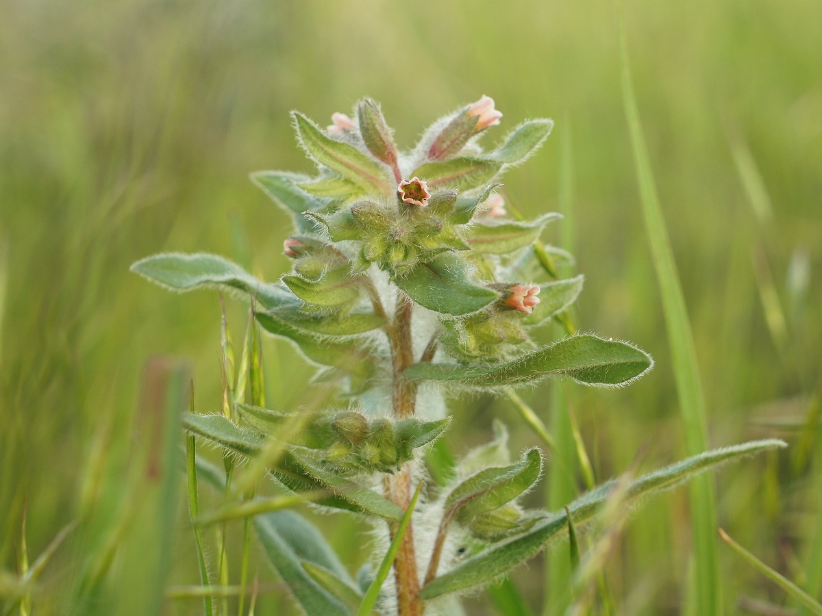 Image of Nonea rossica specimen.