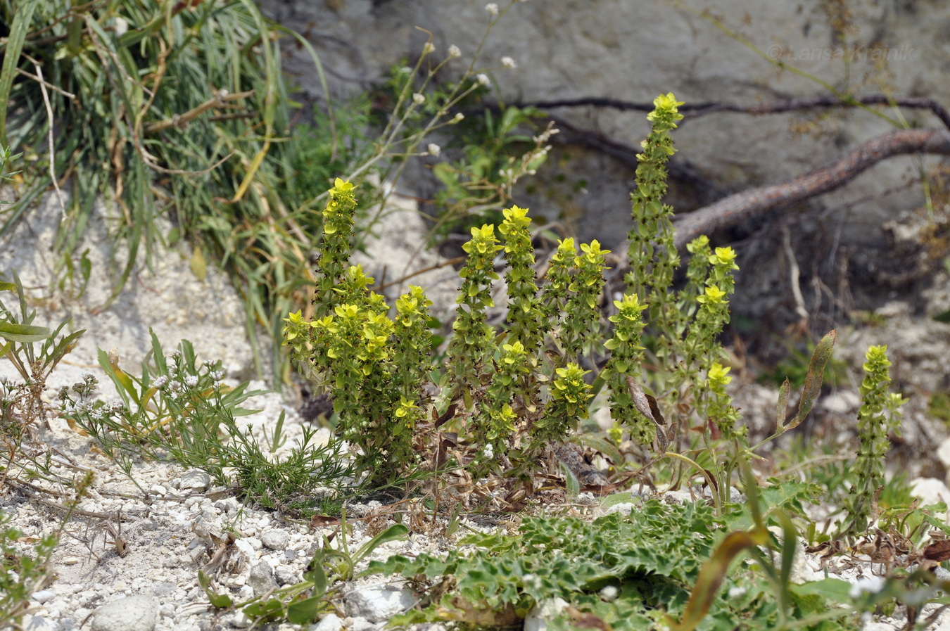 Image of Sideritis montana specimen.