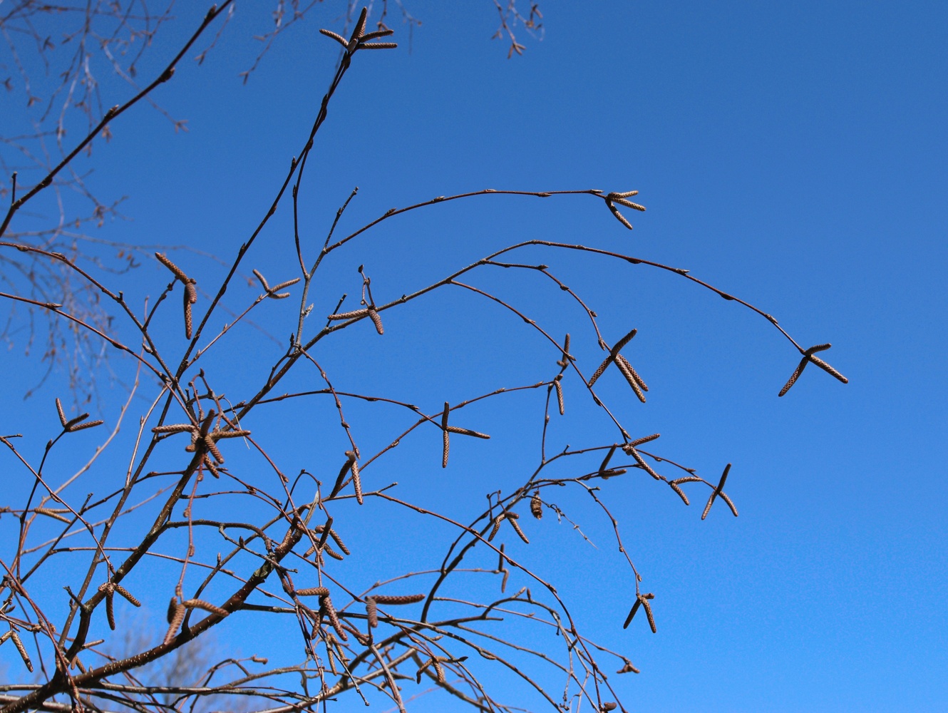 Изображение особи Betula papyrifera.