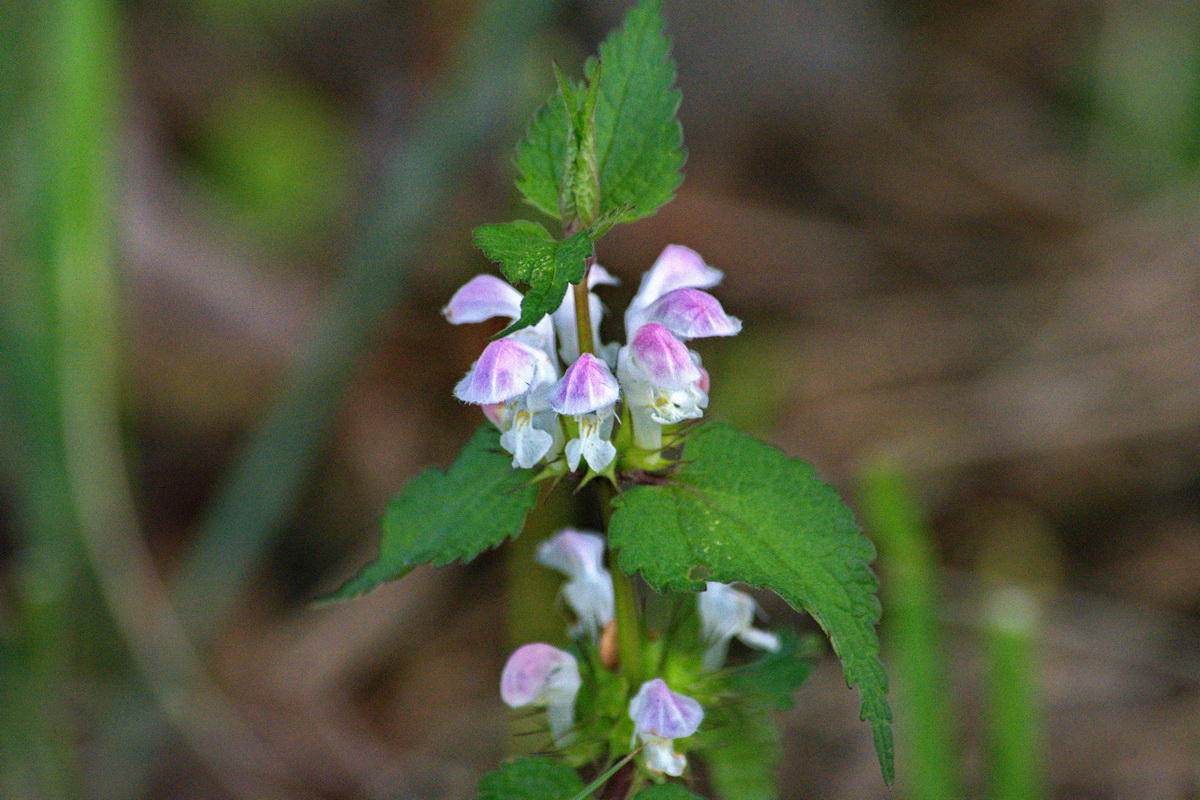 Изображение особи Lamium maculatum.