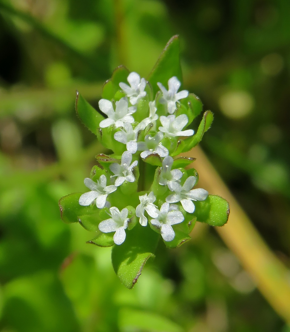 Изображение особи Valerianella locusta.