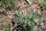 Oxytropis tachtensis