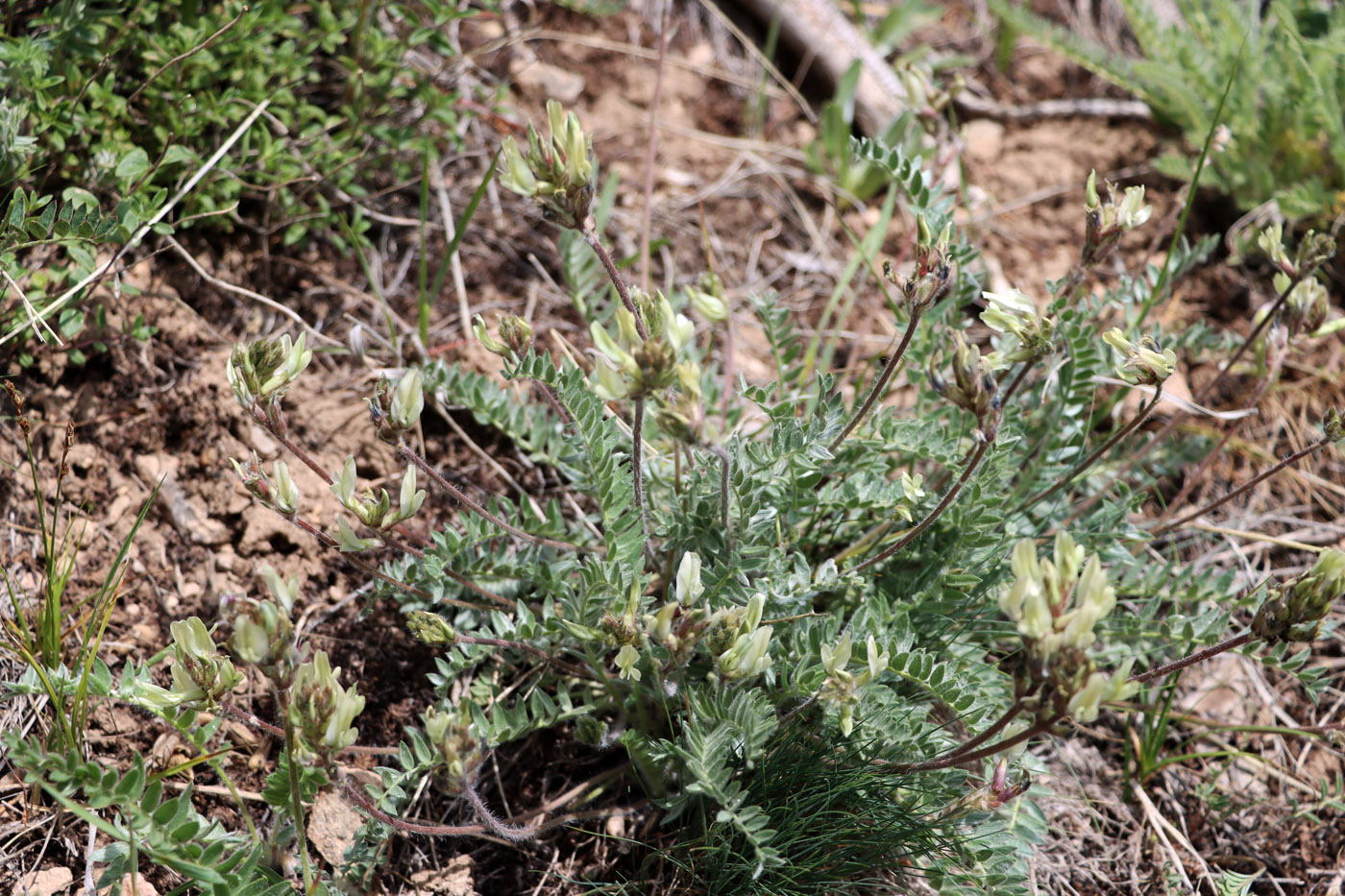 Image of Oxytropis tachtensis specimen.