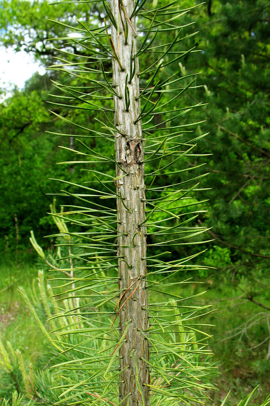 Изображение особи Pinus sylvestris.