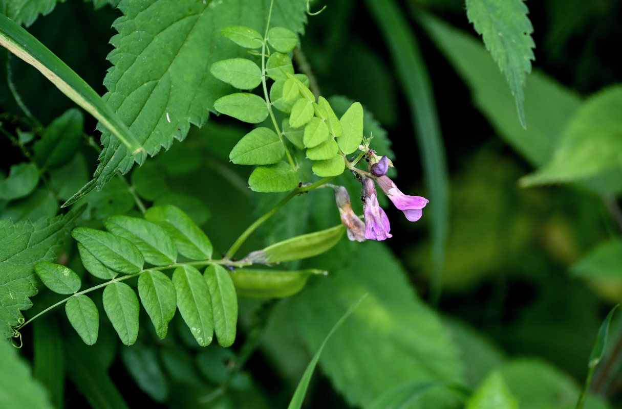 Изображение особи Vicia sepium.