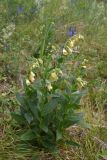 Digitalis grandiflora. Цветущее растение. Челябинская обл., Нязепетровский р-н, Шемахинское сельское поселение, пологий склон горы Яман-Таш, поляна в смешанном лесу. 1 июля 2023 г.