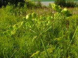 Pastinaca sylvestris. Соплодие с незрелыми плодами. Московская обл., ГО Подольск, мкр-н Климовск, просека ЛЭП. 01.08.2023.