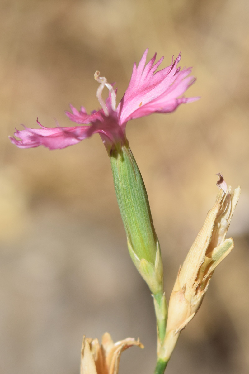 Изображение особи род Dianthus.