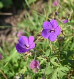 Geranium ruprechtii. Цветки (под левым цветком снизу слева - отцветший цветок, справа - бутон). Чечня, Итум-Калинский р-н, окр. ур. Цамадой, выс. 2100 м н.у.м., луг на берегу озерца. 6 августа 2023 г.