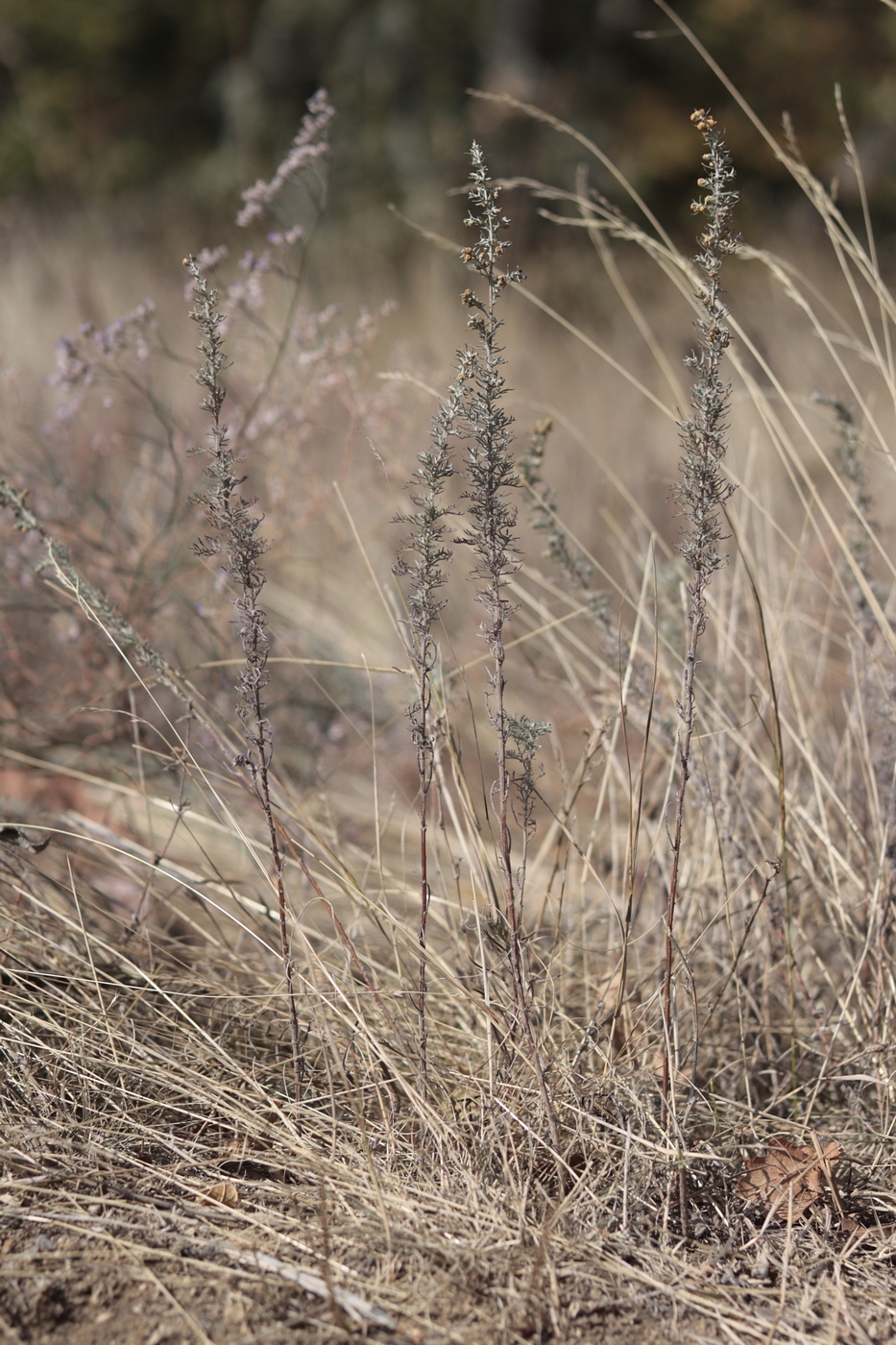 Image of Artemisia pontica specimen.