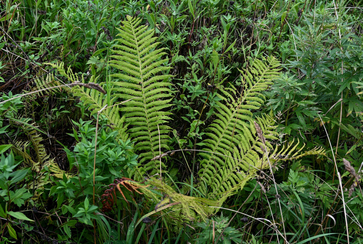 Изображение особи Matteuccia struthiopteris.