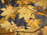 Acer pseudosieboldianum