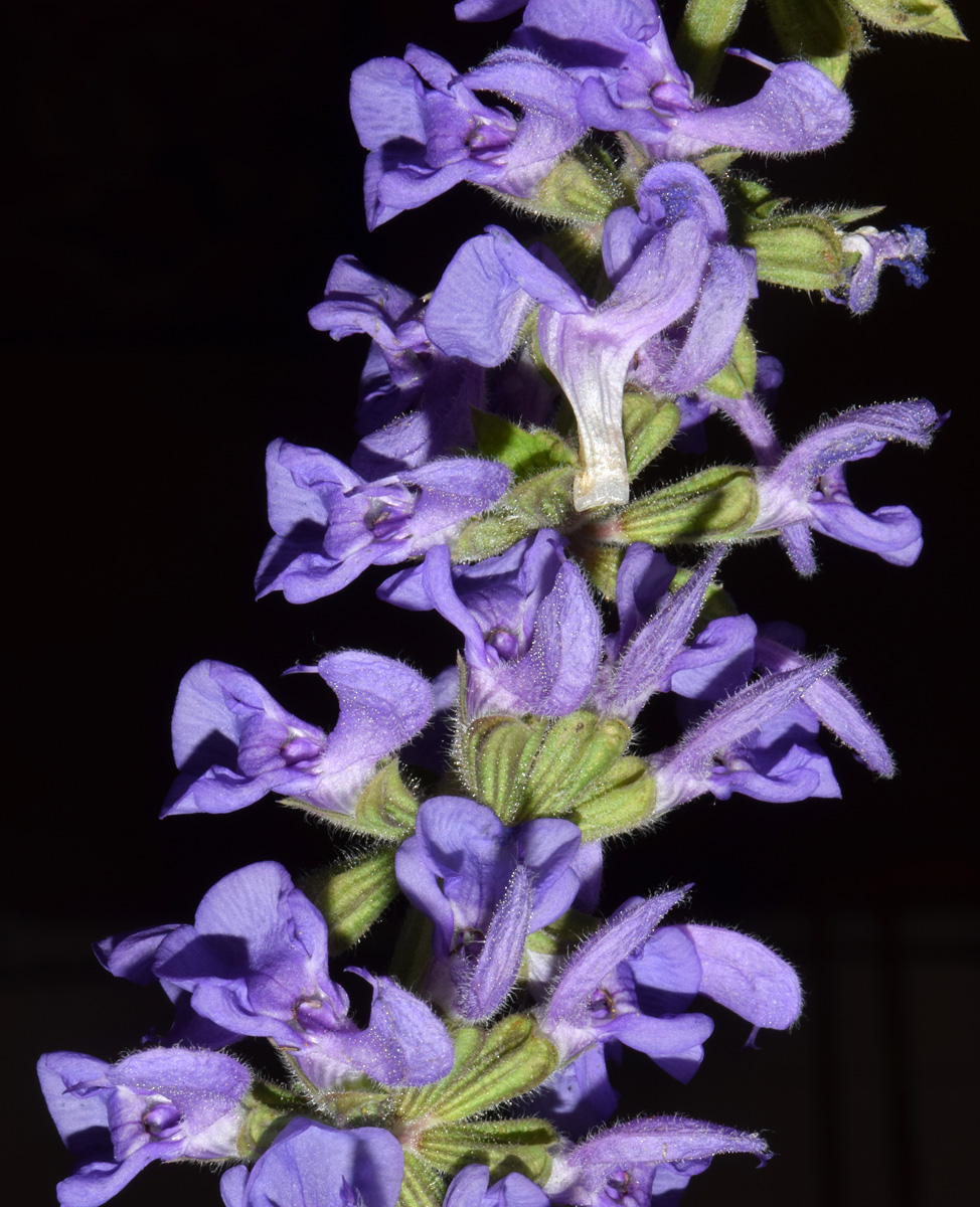 Изображение особи Salvia virgata.
