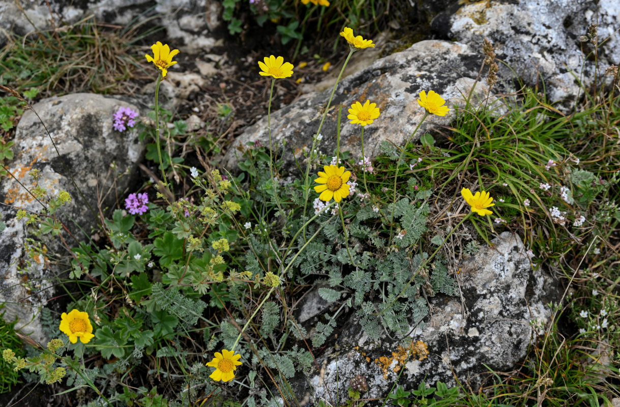 Изображение особи Anthemis marschalliana ssp. pectinata.