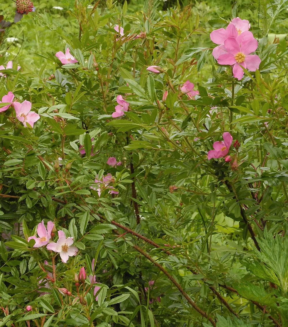 Image of Rosa nitida specimen.