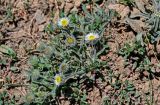 Erigeron pallidus