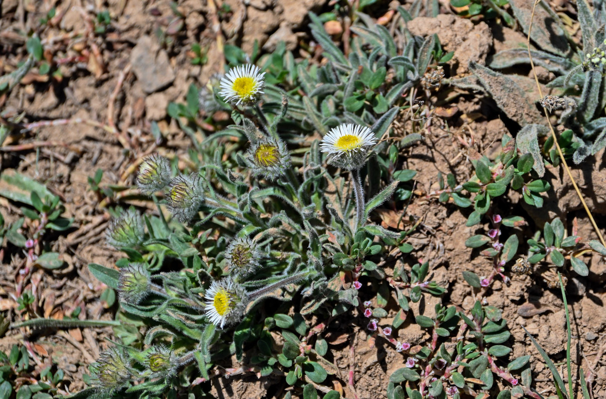 Image of Erigeron pallidus specimen.