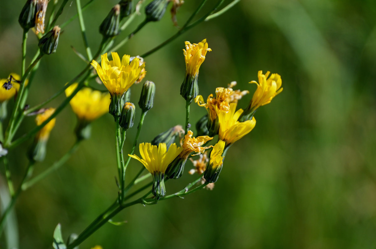 Image of Hieracium virosum specimen.