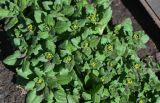 Draba nemorosa. Верхушки расцветающих растений. Дагестан, Гунибский р-н, природный парк \"Верхний Гуниб\", ≈ 1800 м н.у.м., у дороги. 04.05.2022.