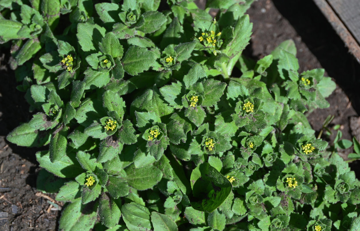 Image of Draba nemorosa specimen.