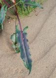 Rumex thyrsiflorus