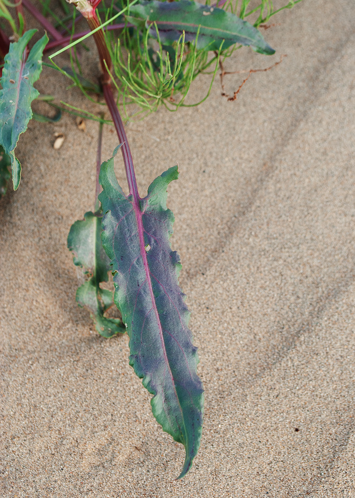 Image of Rumex thyrsiflorus specimen.