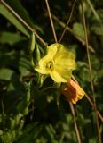 Oenothera biennis