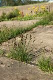 Juncus compressus