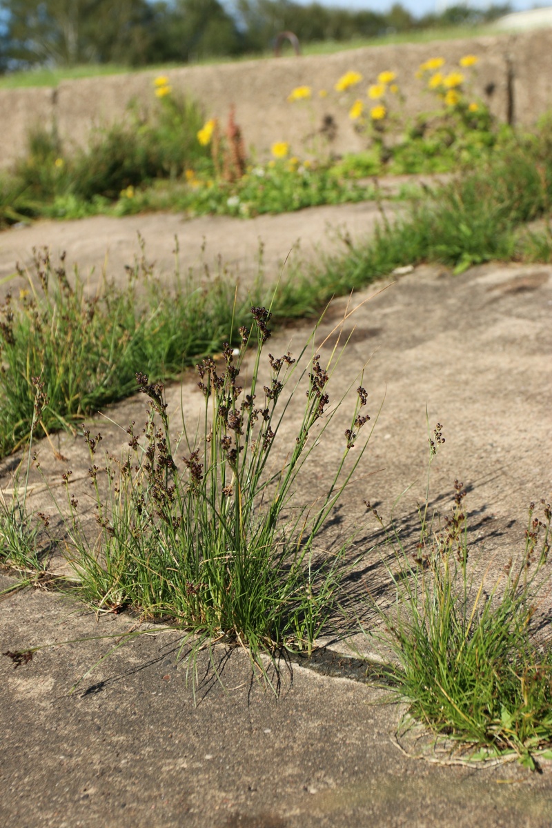 Image of Juncus compressus specimen.