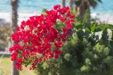 род Bougainvillea