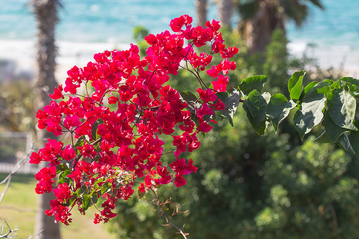 Изображение особи род Bougainvillea.