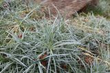 Dianthus arenarius