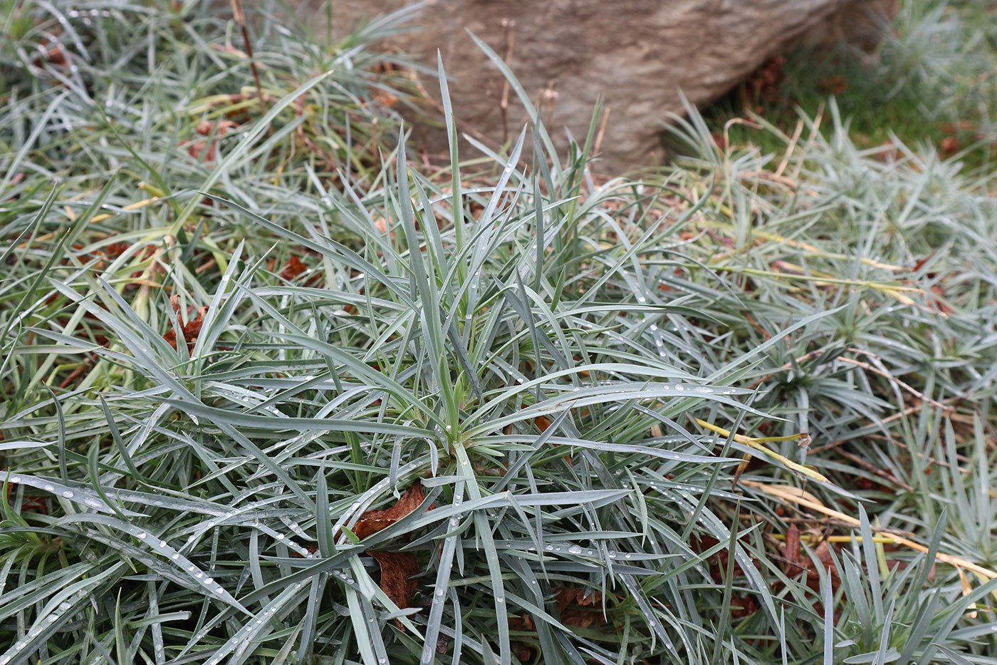 Изображение особи Dianthus arenarius.