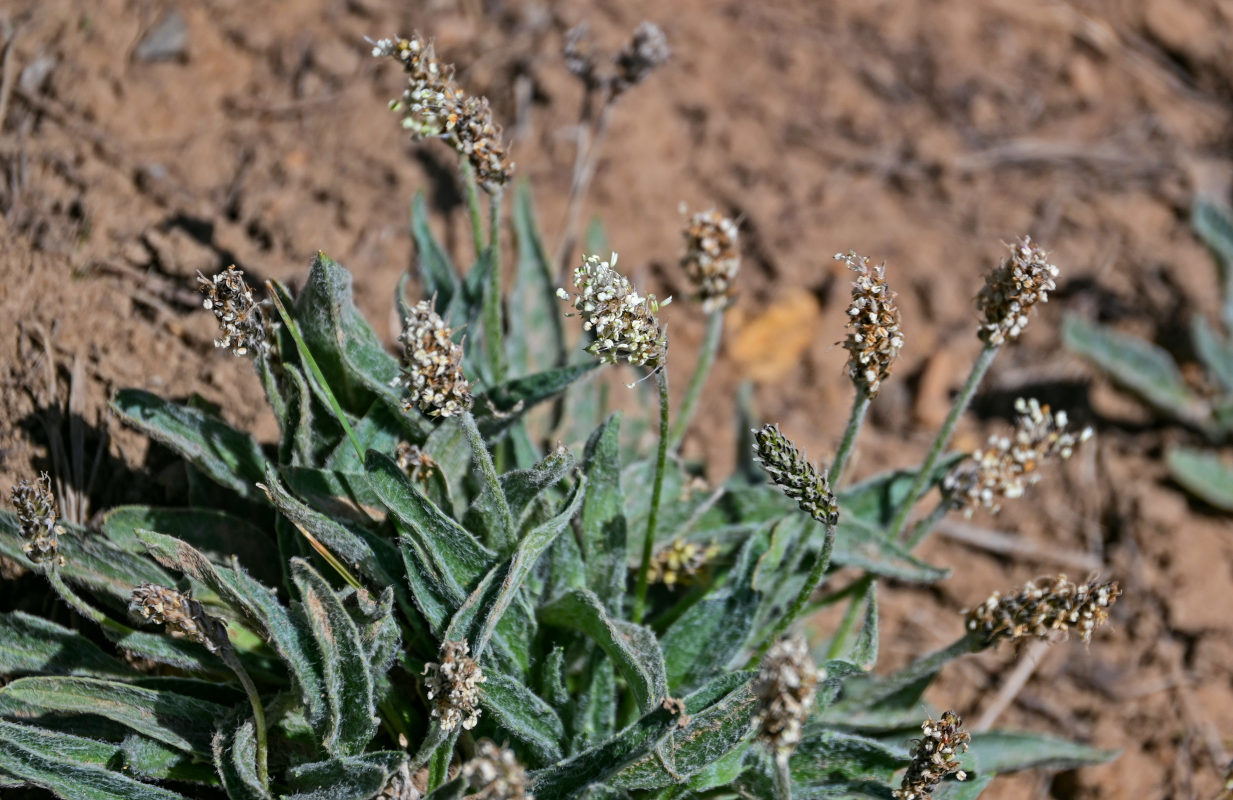 Изображение особи Plantago arachnoidea.