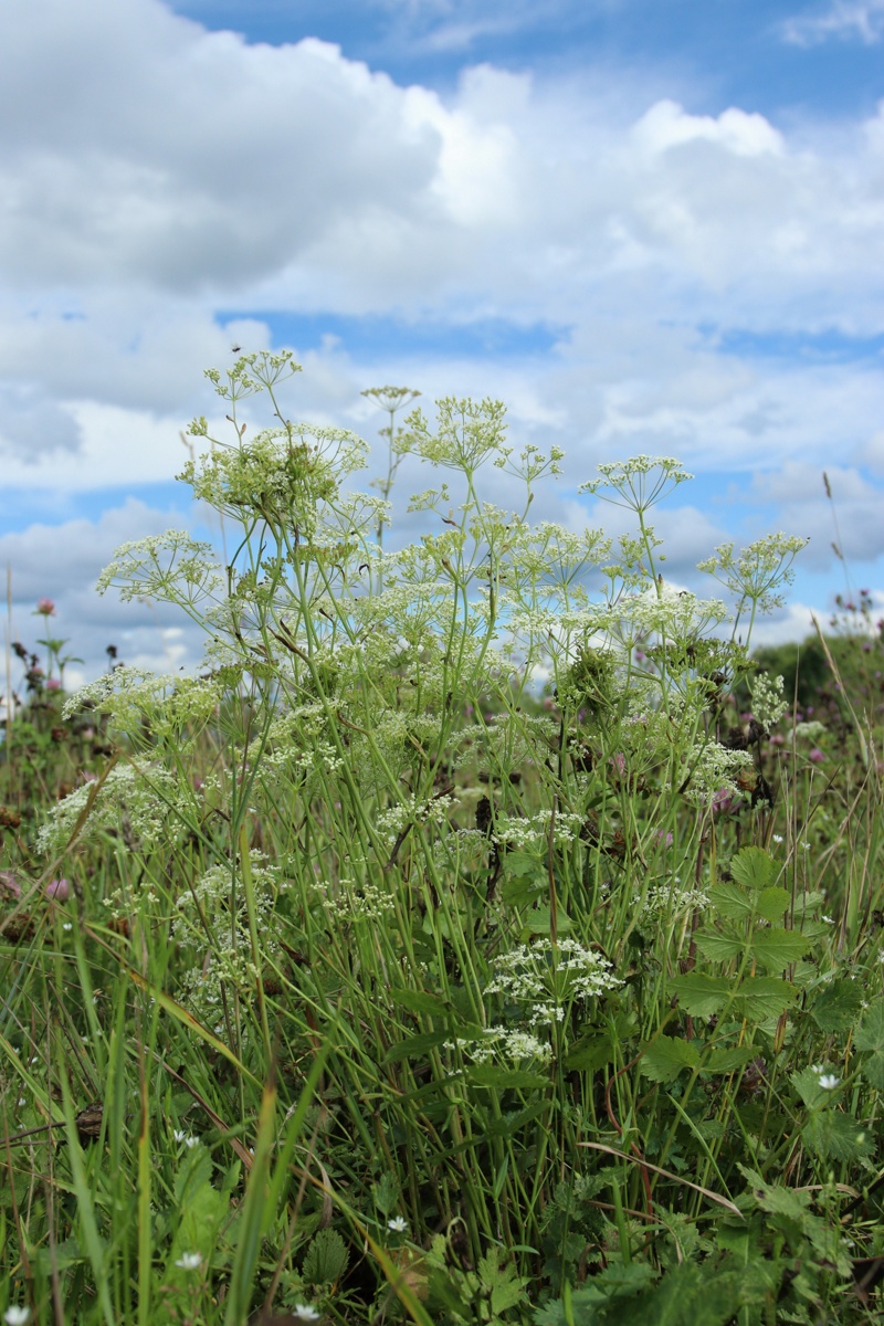 Изображение особи Pimpinella saxifraga.