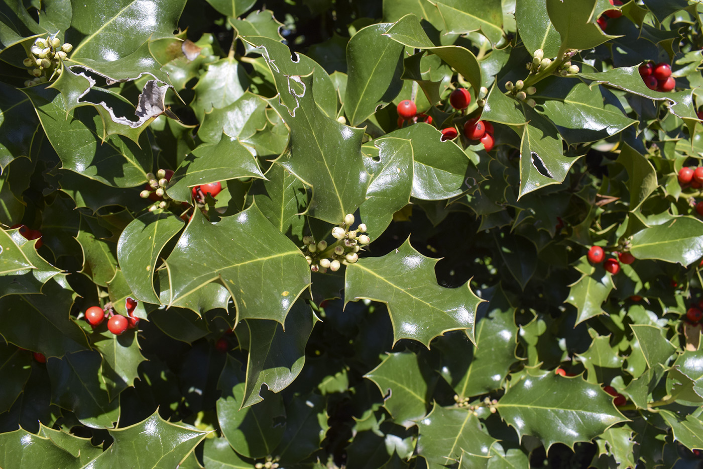Изображение особи Ilex aquifolium.