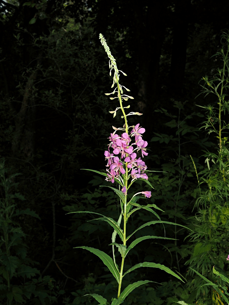 Изображение особи Chamaenerion angustifolium.