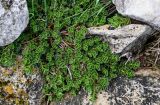 Sedum oppositifolium. Вегетирующее растение. Дагестан, Гунибский р-н, природный парк \"Верхний Гуниб\", ≈ 1800 м н.у.м., каменистый участок лугового склона. 03.05.2022.